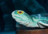Schildkroete